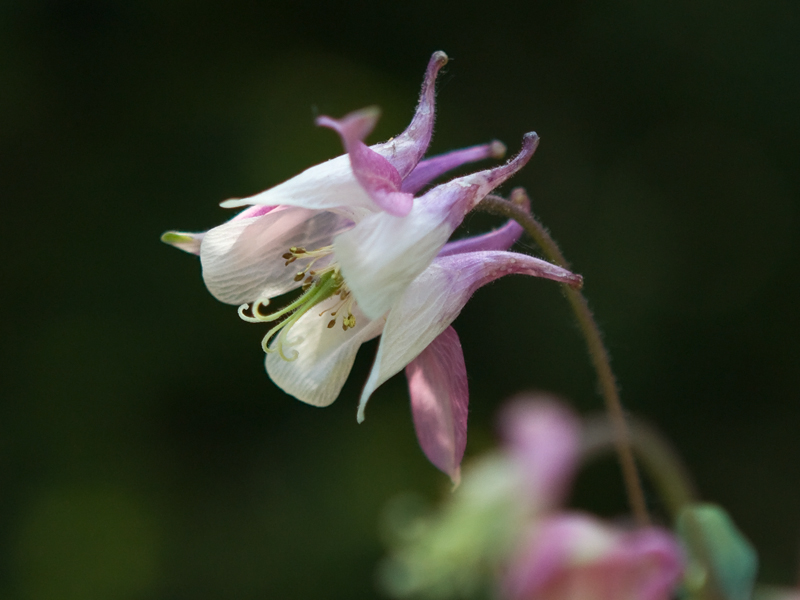 Aquilegia alpina Akelei 